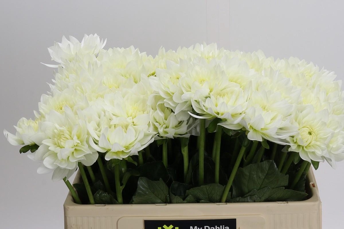 Dahlia Karma M. Zwaan