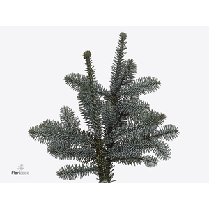 NOBILIS HANDBOS 500G
