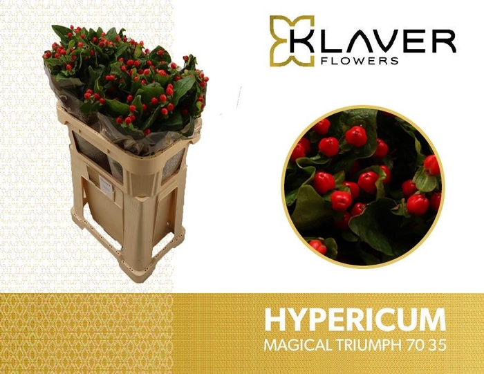 <h4>HYP MAG TRIUMPH</h4>