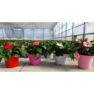 Impatiens New Guinea Grp overig