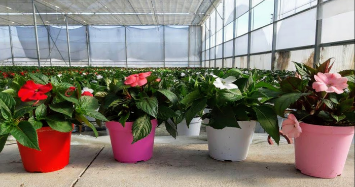 <h4>Impatiens New Guinea Grp overig</h4>