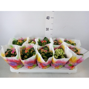 Kalanchoe blos.   ..rosebud mix  6