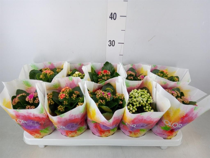 <h4>Kalanchoe blos.   ..rosebud mix  6</h4>