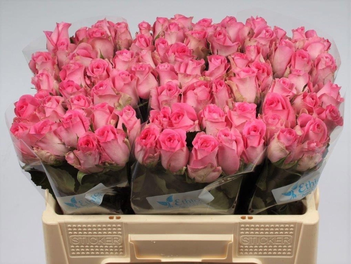 <h4>R GR REVIVAL</h4>