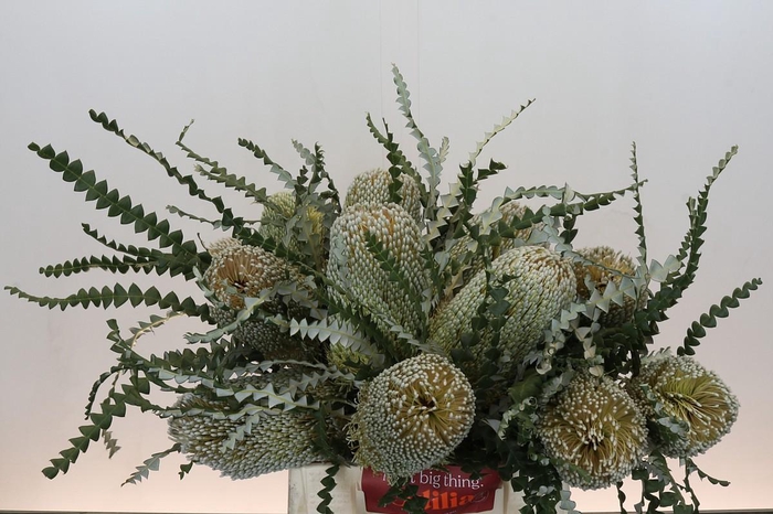 Banksia Speciosa