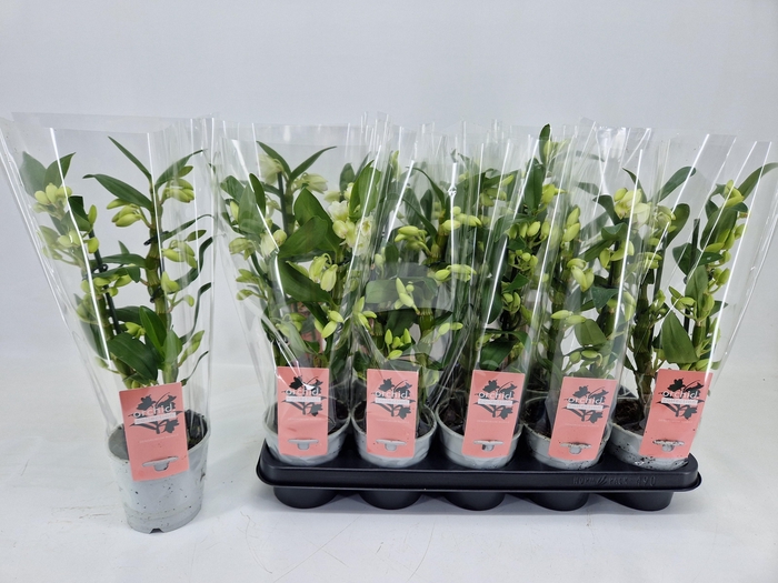 <h4>DENDR N SC APOLLON</h4>