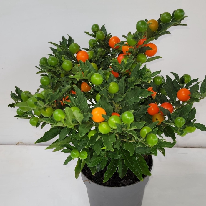 <h4>Solanum pseudocapsicum 'Bartoli'</h4>