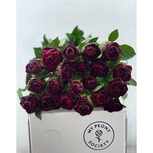 Paeonia Old Faithful