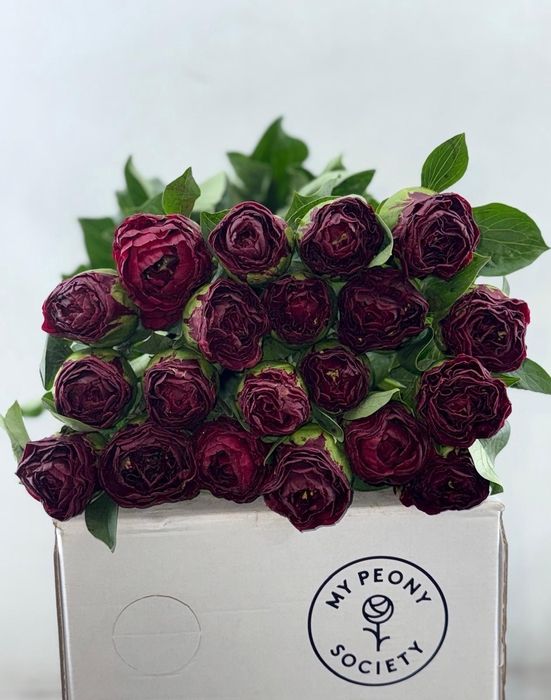 Paeonia Old Faithful