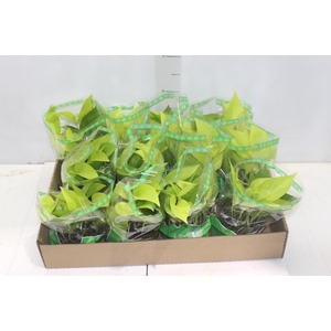 JIBOIA AMARELO C13 PENDENTE