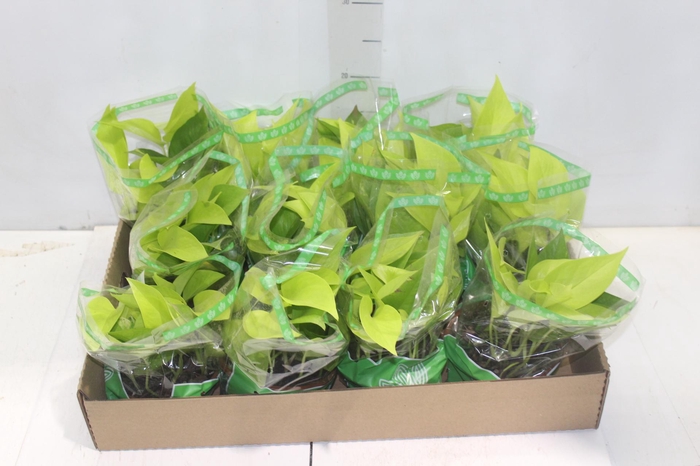 <h4>JIBOIA AMARELO C13 PENDENTE</h4>