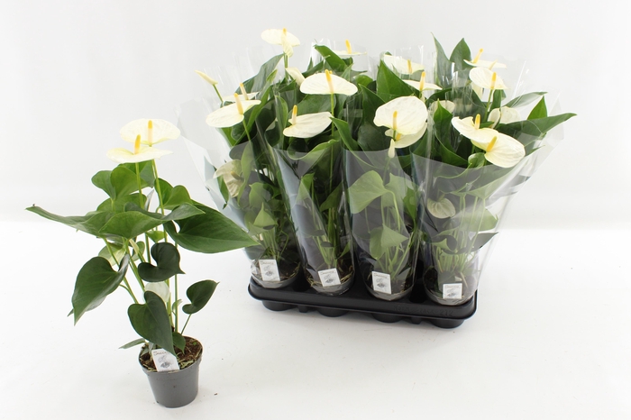 <h4>ANTHU AN COCOS</h4>