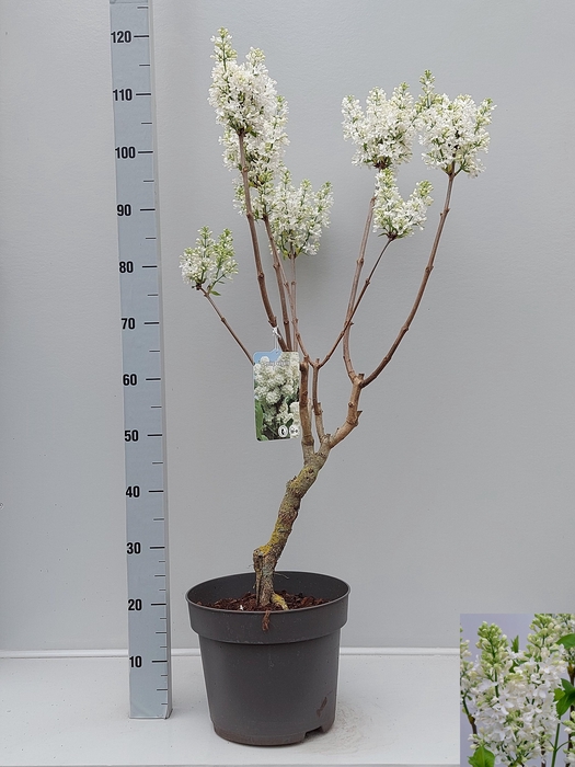 <h4>SYRI VULGARIS</h4>