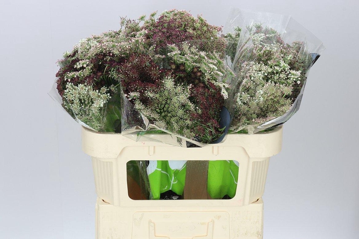 <h4>Ammi Daucus Carota Dara</h4>