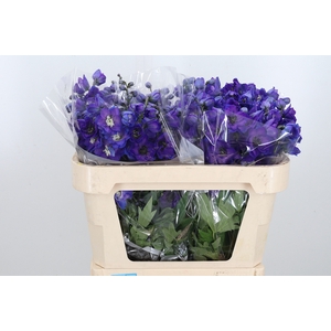 Delphinium El Jewel