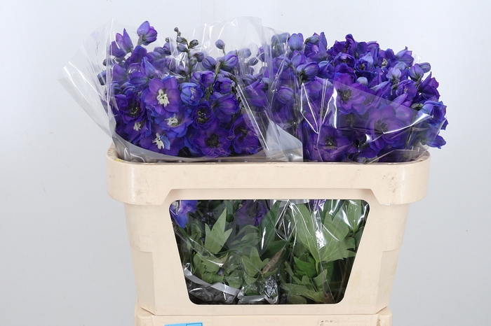 <h4>Delphinium El Jewel</h4>