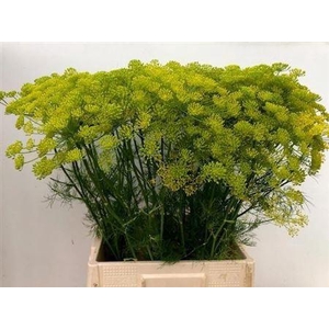 Anethum Graveolens