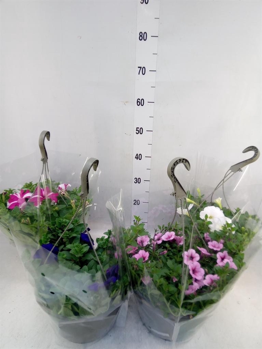 <h4>Petunia   ...</h4>