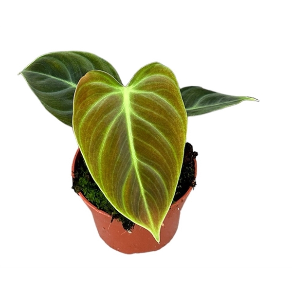 <h4>Philodendron El Choco Red</h4>
