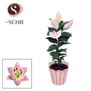 Lilium Souvenir Solo POTCOVER