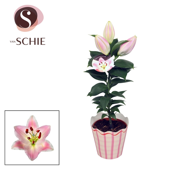 <h4>Lilium Souvenir Solo POTCOVER</h4>
