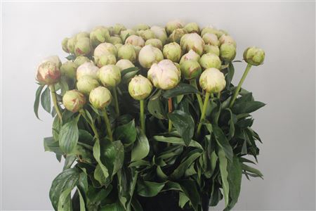 <h4>Paeo L Bowl Of Cream Xl</h4>