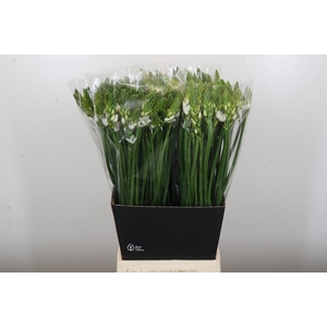 Ornithogalum Thyrsoides