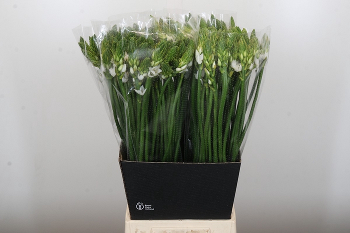 <h4>Ornithogalum Thyrsoides</h4>