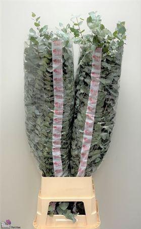 <h4>Euca Cinerea Super P Stem 140 Cm</h4>