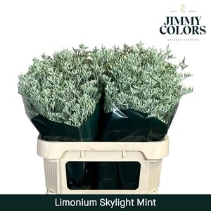 Limonium Skylight L80 Mint