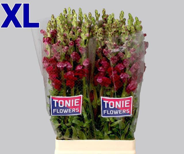 <h4>ANTIR MARY RED</h4>