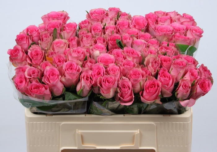 <h4>R GR SMOOTHIE</h4>