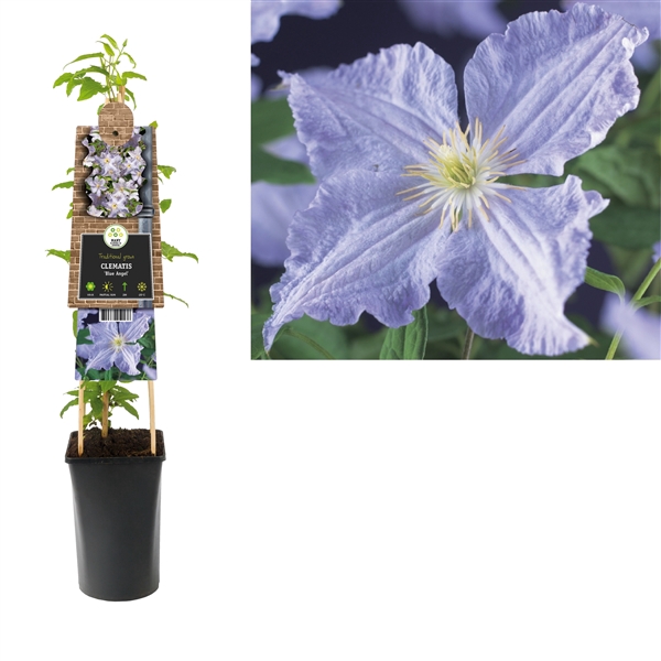 <h4>Clematis 'Blue Angel' +3.0 label</h4>