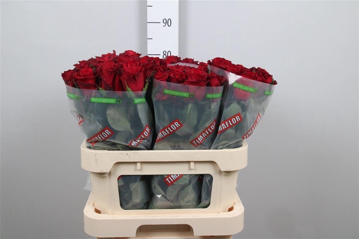 <h4>R Gr Ever Red</h4>