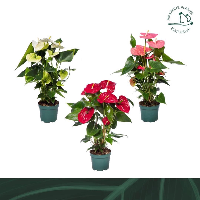 <h4>Anthurium mix 17cm 4 kleuren</h4>