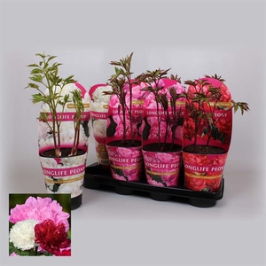 Paeonia 14 Cm C2 Mix Longlife