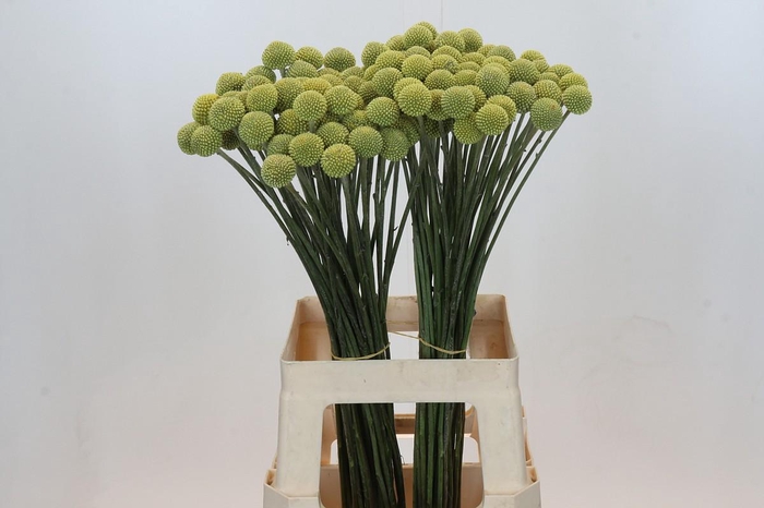 <h4>Craspedia Geel</h4>