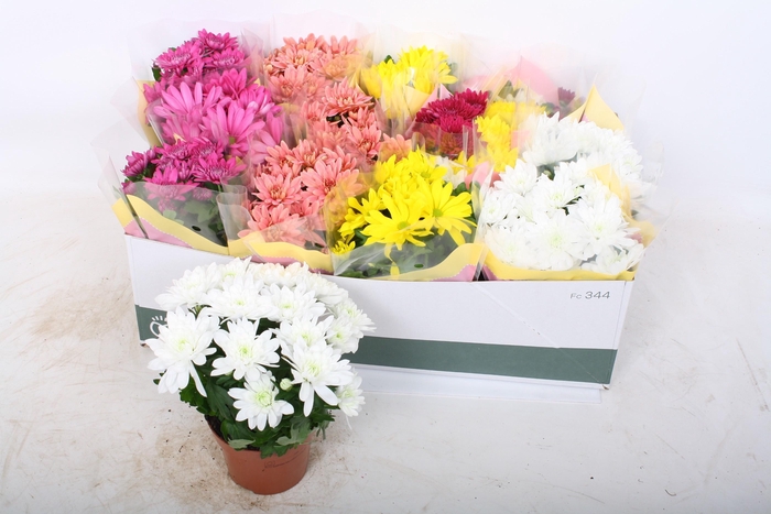 <h4>CHRYS GEM 5 KL</h4>