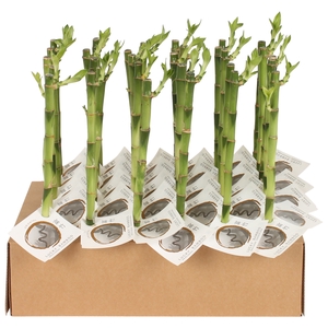 Dra Lucky Bamboo Straight Tube