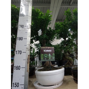 Ficus microcarpa 'Ginseng'