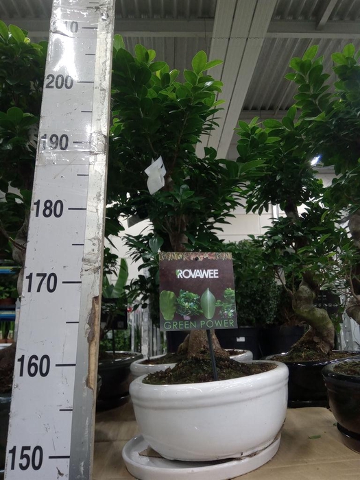 <h4>Ficus microcarpa 'Ginseng'</h4>