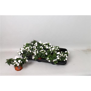 Convolvulus sabatius GGG Summerlovers Weiss