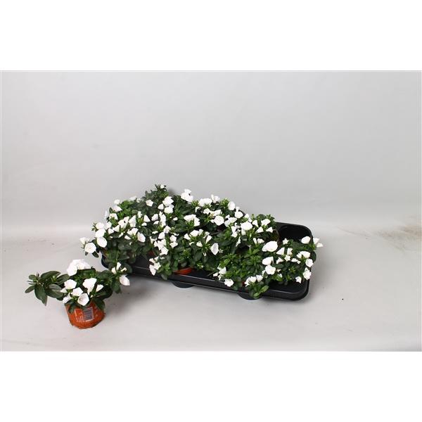 <h4>Convolvulus sabatius GGG Summerlovers Weiss</h4>