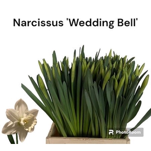 Narc G Wedding Bell