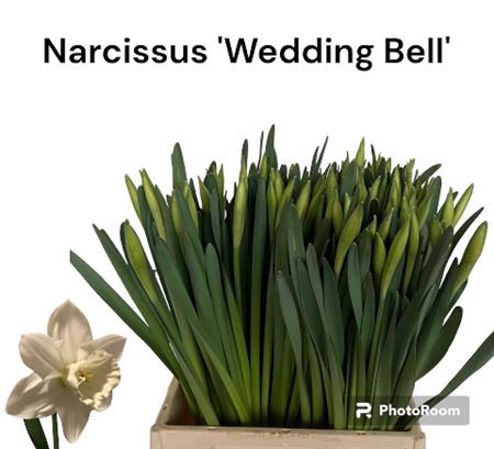 <h4>Narc G Wedding Bell</h4>