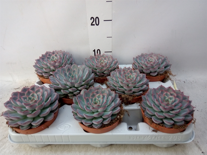 <h4>Echeveria  'Hercules'</h4>