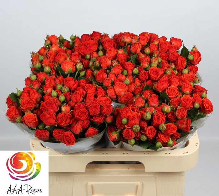 <h4>R TR EARTH & FIRE</h4>