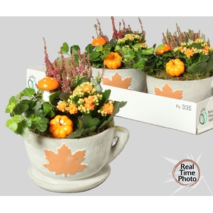 ARR TUINPLANTEN