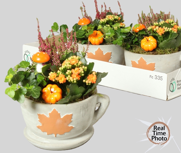 <h4>ARR TUINPLANTEN</h4>