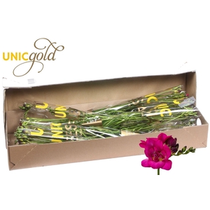 UG Barendse - Purple King 5x20 box